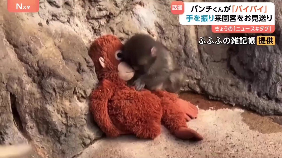 「可愛すぎて心臓がもたない！」閉園の挨拶をする赤ちゃん猿パンチくんに世界が悶絶！「人間より礼儀正しい」との声も