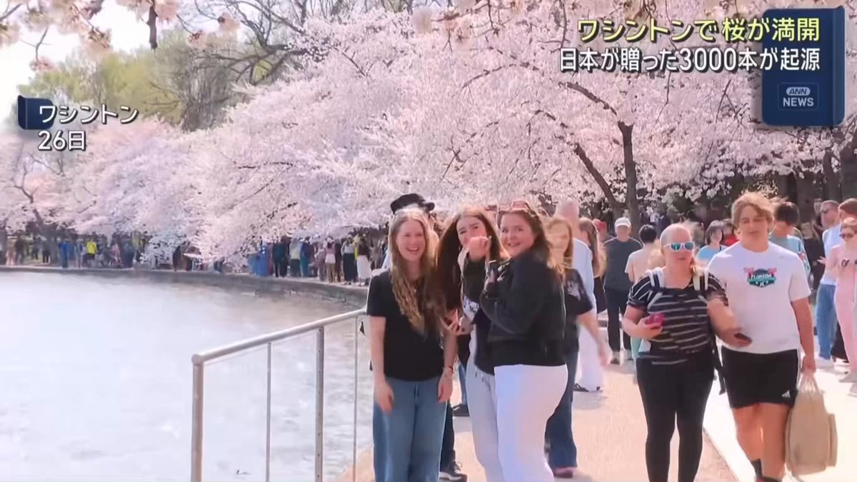 「100年続く日本の贈り物に全米が感動！」ワシントンD.C.の桜満開に世界から称賛の嵐「日本との友好は宝物だ」